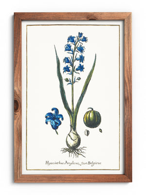 Hyacinth poster