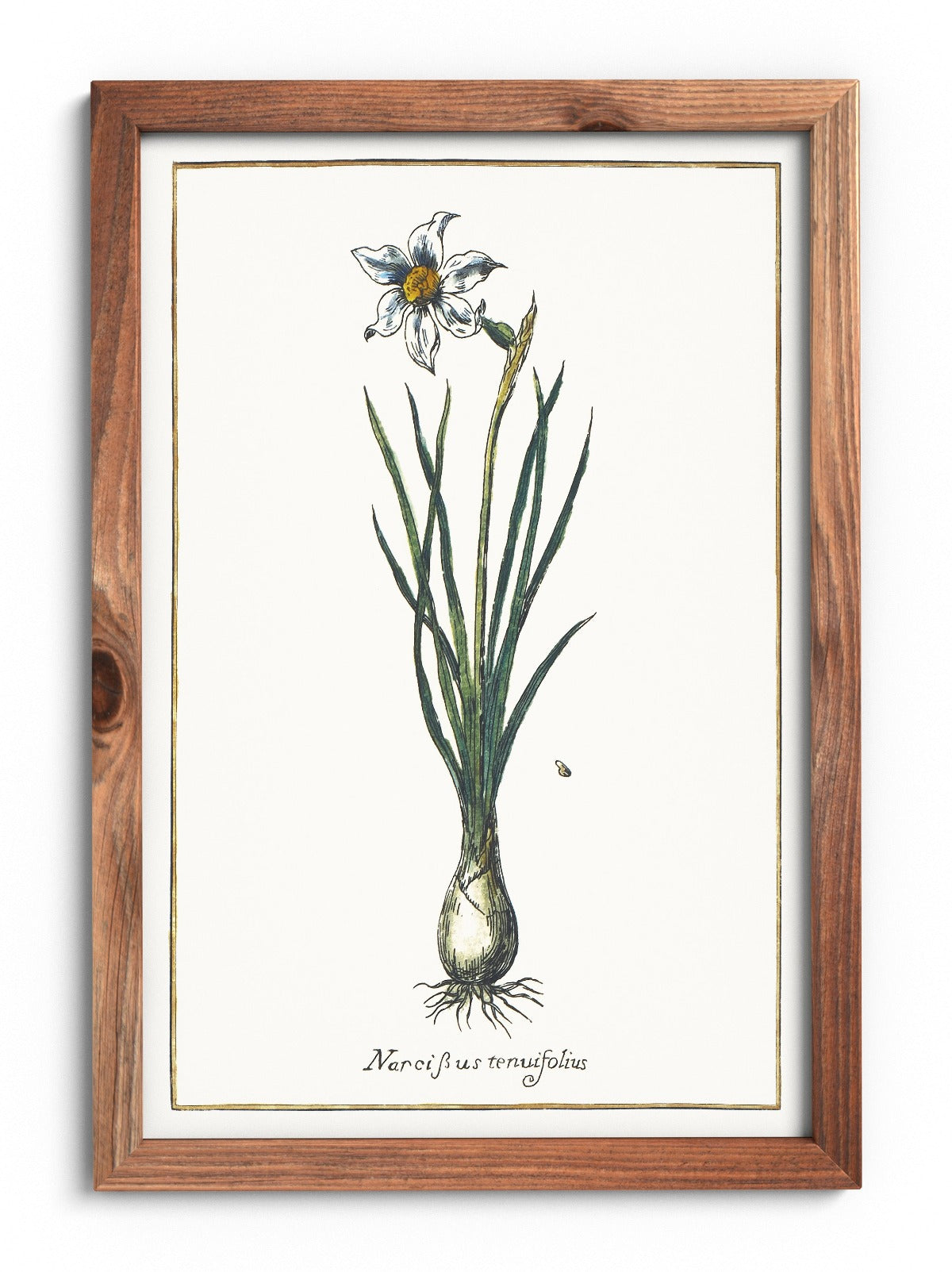 Narcissus angustifolia poster