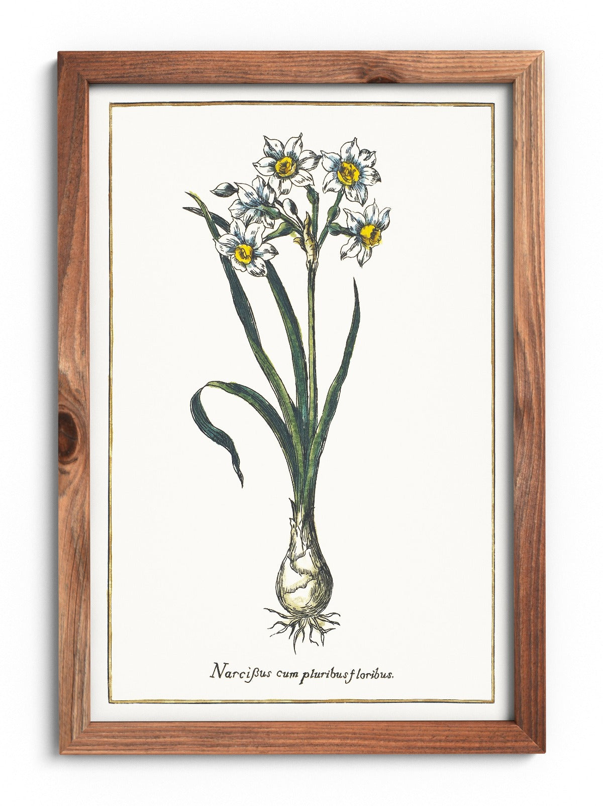Narcissus multi-flowered poster