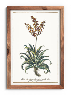 Plakat aloes maculata
