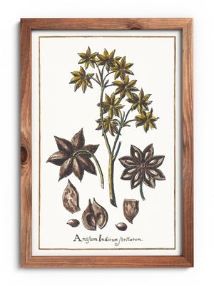 Anise poster