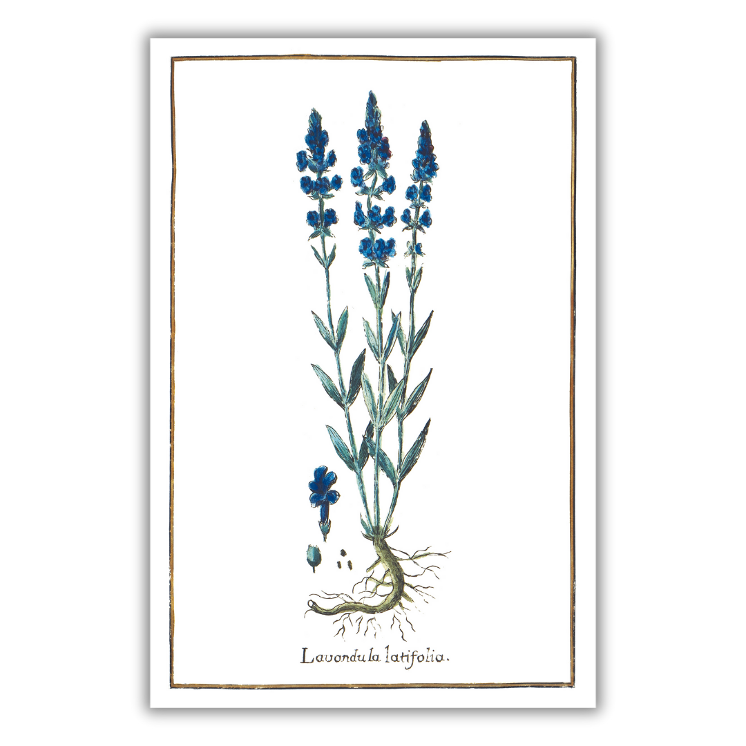 Broadleaf lavender poster