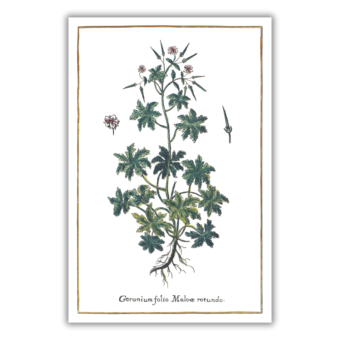 Plakat geranium