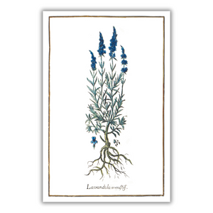Angular lavender poster