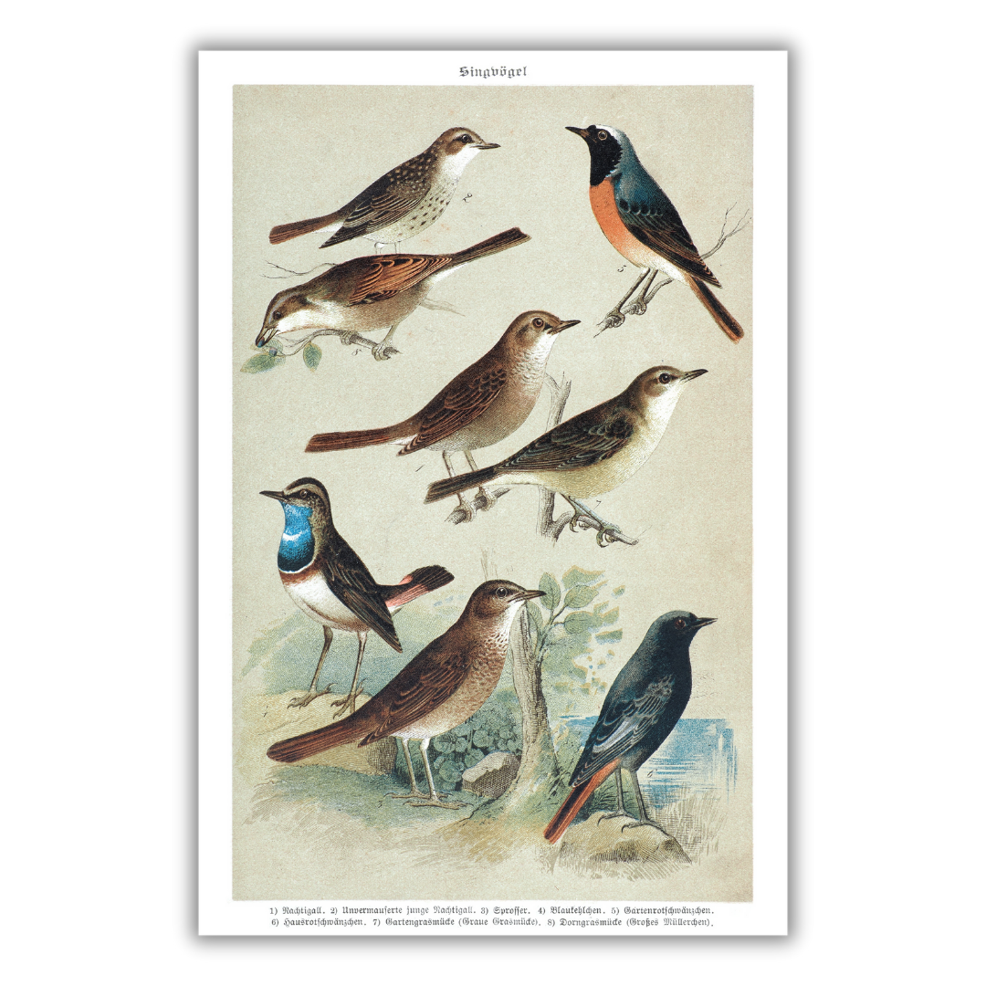 Nightingale and redstart poster