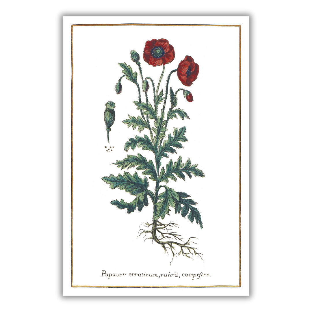 Red poppy poster