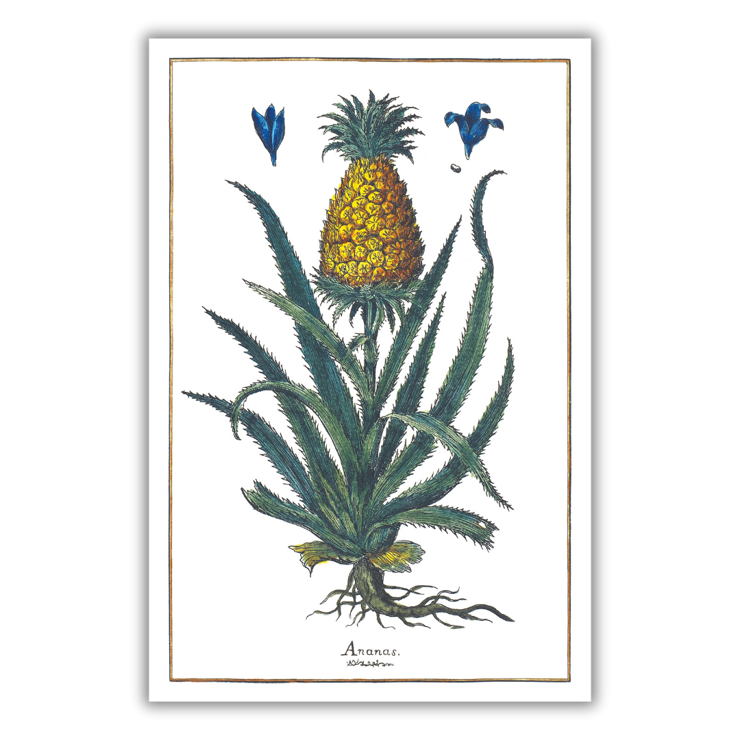 Plakat ananas