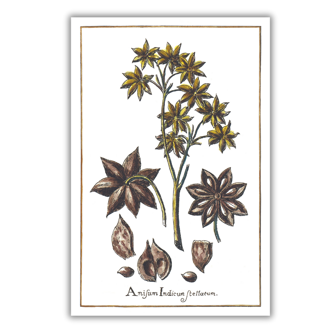 Anise poster