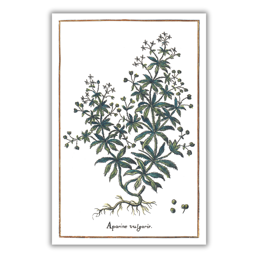 Clinging bedstraw poster