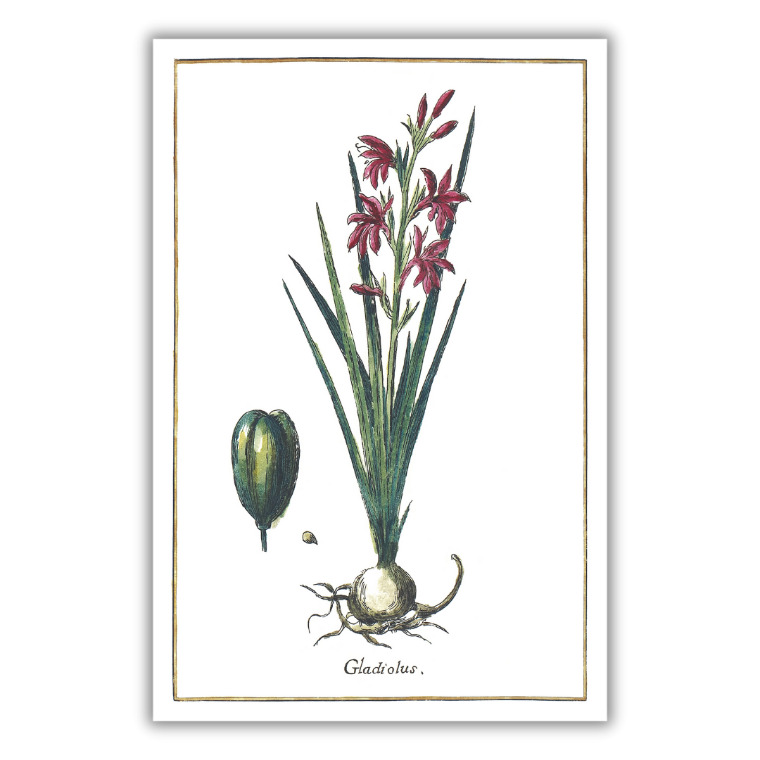 Gladiolus poster