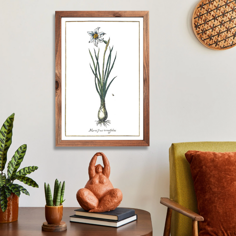 Narcissus angustifolia poster