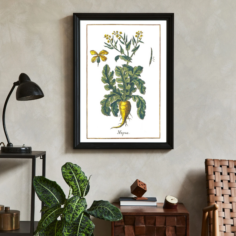 Rapeseed poster