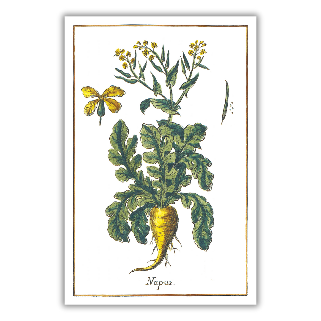 Rapeseed poster