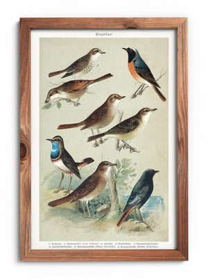 Nightingale and redstart poster